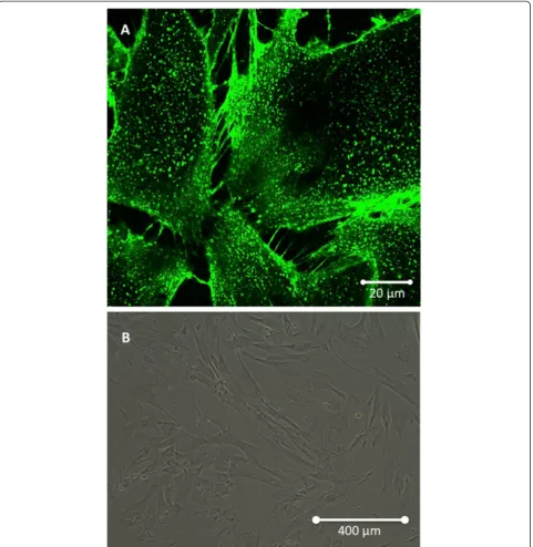 Figure 1 Morphological aspect of Mesenchymal Stem Cells (MSCs) cultivated in vitro. (A) Confocal microscopy showing intercellularinteraction through Tunneling Nanotubes