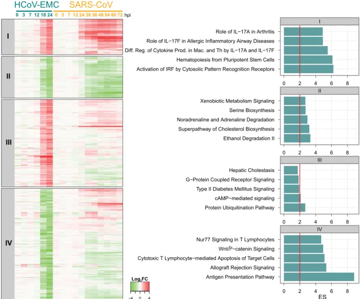 FIG 3 HCoV-EMC massively dysregulates the host transcriptome at late times postinfection and triggers both similar and unique pathways compared to those induced by SARS-CoV
