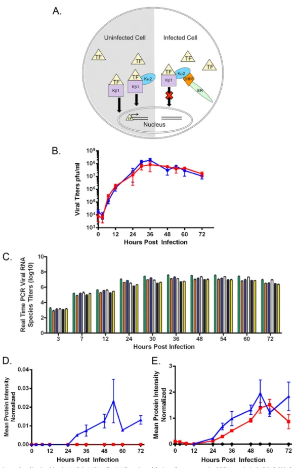 FIG 1 ORF6 function and replication kinetics in Calu3 2B4 cells. (A) Function of the interferon antagonist ORF6 protein in SARS-CoV infection