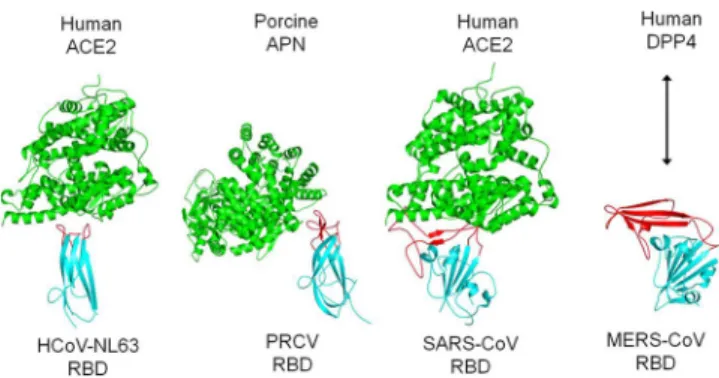 FIG 5 Comparison of tertiary structures of coronavirus S1 C-domains. (Top) Tertiary structures of coronavirus C-domains (PDB IDs are the same as in Fig