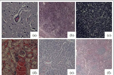 Table 3 Distribution of HP-PRRSV in 9 organs at different times after inoculation