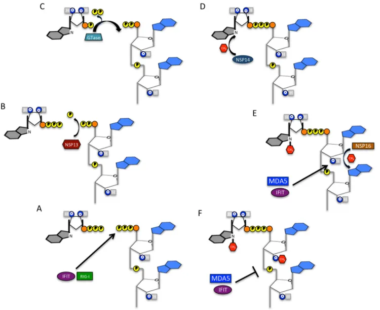 Fig. 1. Viral mRNA capping. (A) Nascent mRNA incorporates an unprotected 5  -triphosphate that can be recognized by both immune sensor RIG-I and ISG IFIT molecules if left unmodiﬁed