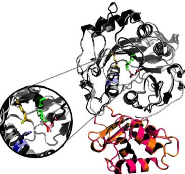 Fig. 2. Conservation of CoV NSP16. Overlay of NSP16 structures from SARS-CoV (black) and emergent MERS-CoV (gray)