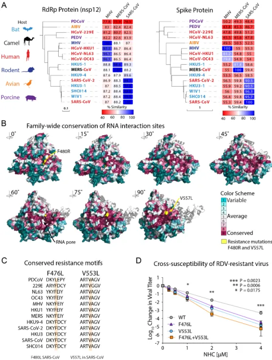 Fig.  3.  Remdesivir (RDV) resistance mutations in the highly conserved RNA-dependent RNA polymerase  increase susceptibility to NHC