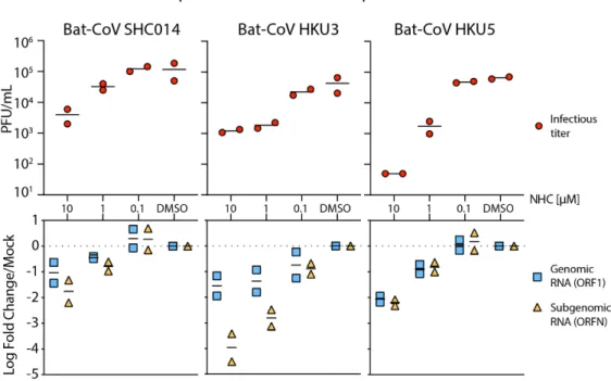 Fig. 4. NHC is effective against multiple genetically distinct Bat-CoV. Top: Antiviral efficacy of NHC  in HAE cells against SARS-like (HKU3, SHC014, group 2b) and MERS-like (HKU5, group 2c) bat-CoV