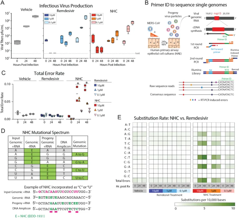 Fig. 5. NHC antiviral activity is associated with increased viral mutation rates. (A) HAE cultures were infected  with MERS-CoV red fluorescent protein (RFP) at an MOI of 0.5 in duplicate in the presence of vehicle, RDV, or  NHC for 48 hours, after which a