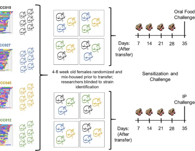 Figure  4-1.  Collaborative  Cross  screening  approach.    Schematic  shows  4  representative  strains of the 16 strains screened