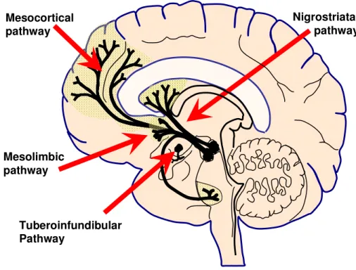 Figure 1.1. Schematic of brain dopamine pathways. 