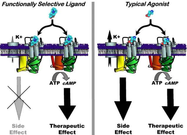 Figure 1.2. Functional selectivity and its implications in therapeutic and toxic actions of drugs