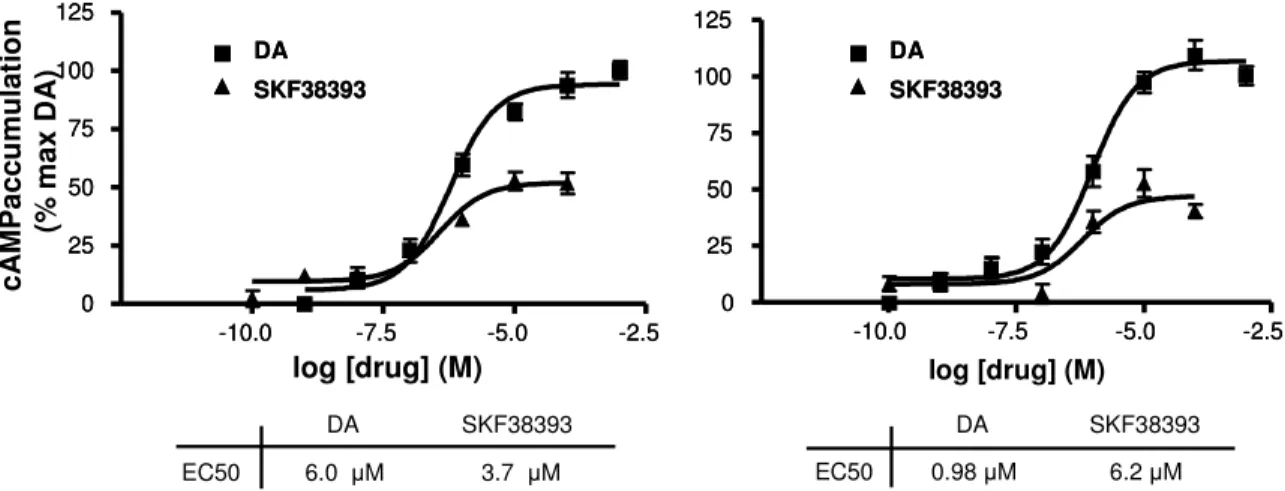 Figure 2.4. Measurement of D 1  dopamine receptor-mediated cAMP accumulation utilizing [Left  panel] secondary antibody-PEG assisted RIA method, and [right panel] our new RIA method  (primary antibody conjugated to beads