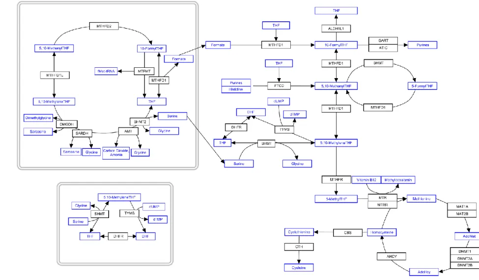 Figure 5. Folate metabolism and one-carbon pathway within a cell 