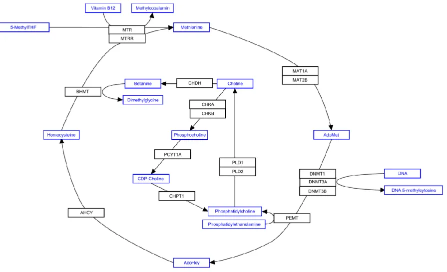 Figure 6. Choline metabolism and relationship with one-carbon pathway 
