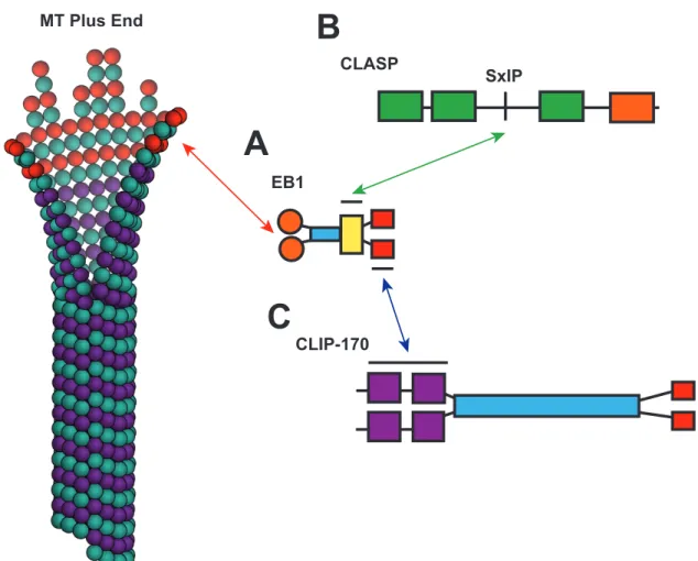 Figure 1-6. Plus-end tracking proteins (+TIPs) interact in a network to modulate MT  plus-end  dynamics