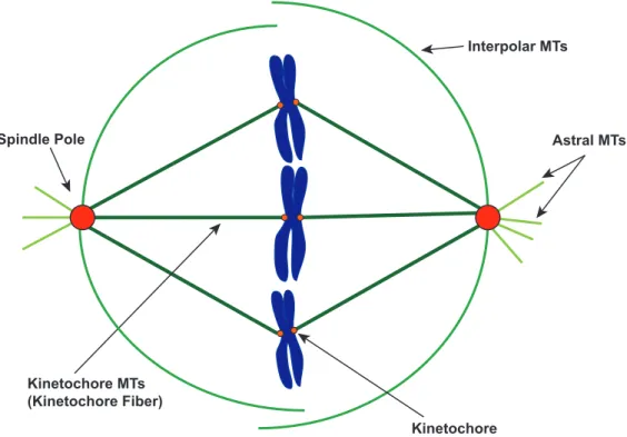 Figure 1-7. The mitotic bipolar spindle is a microtubule-based machine that segregates  chromosomes