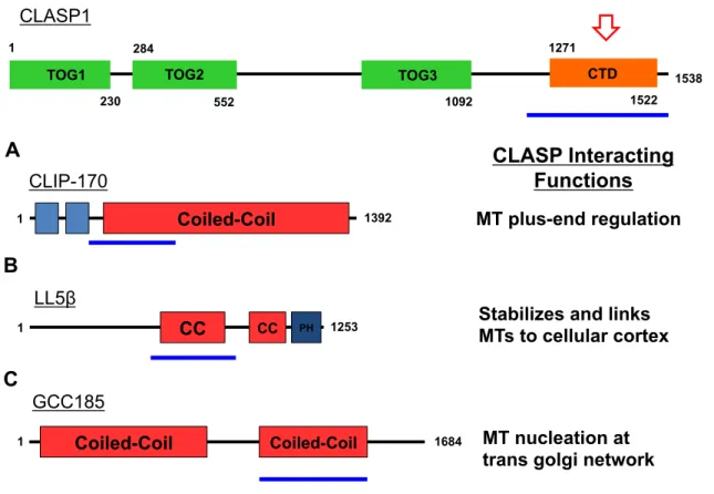 Figure  1-12.  CLASP’s  C-terminal  domain  (CTD)  interacts  with  various  factors  to  promote specific functions of CLASP at different cellular locations