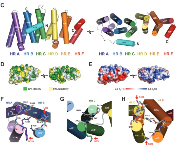Figure 2-1 (continued). CLASP TOG2 is a bona fide TOG Domain. (C) Human CLASP1  TOG2 structure, composed of HR A–F
