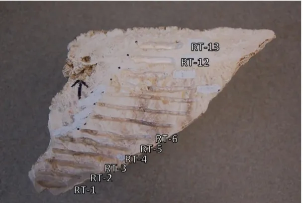 Figure 1.11:  Upper portion of sampled carbonate vein from the Del Puerto Ophiolite. 