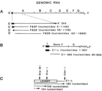 FIG. 1. Structure of the MHV cDNA probes used for North- North-western blot experiments