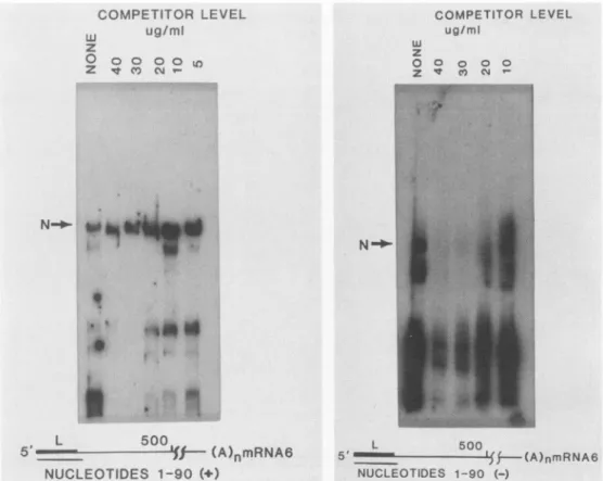 FIG. 4. Specific N binding activity in positive- but not negative-sensed leader RNA transcripts