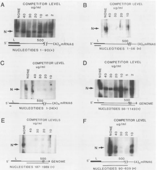 FIG. 5. Localization of the RNA binding site within the leader RNA sequence. (A) High-affinity binding by the RNA transcribed from E1-L(+)