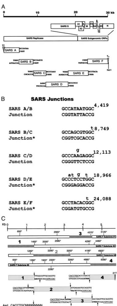Fig. 1. Assembly of a full-length SARS-CoV cDNA. (A) Structure of the SARS-CoV genome (8, 9)