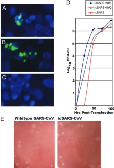 Fig. 2. SARS-CoV full-length transcripts are infectious. Full-length tran- tran-scripts, in the presence or absence of SARS N trantran-scripts, were electroporated into BHK cells and overlaid with susceptible VeroE6 cells