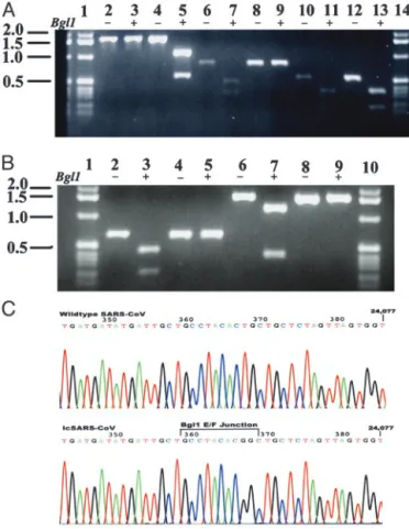 Fig. 3. icSARS-CoV marker mutations. cDNAs spanning the different BglI junctions were amplified from WT and icSARS-CoV-infected cells
