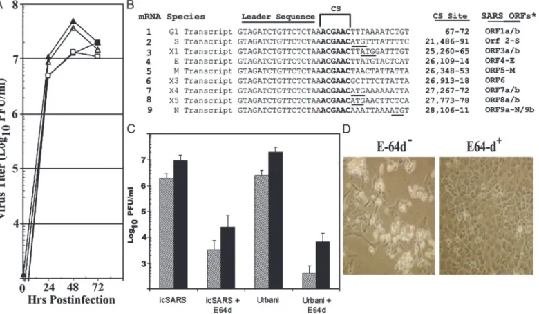 Fig. 4. Phenotype comparisons between WT and icSARS-CoV. Cultures of cells were infected with an multiplicity of infection of 0.1