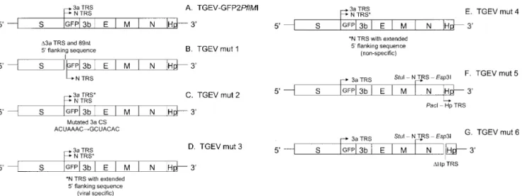 TABLE 1. Origin of leader-containing GFP transcripts Recombinant virus No. of clones a TGEV 3a CS TGEV N CS TGEVmut1 0/9 9/9 TGEVmut2 0/10 10/10 TGEVmut3 1/10 9/10 TGEVmut4 7/7 0/7
