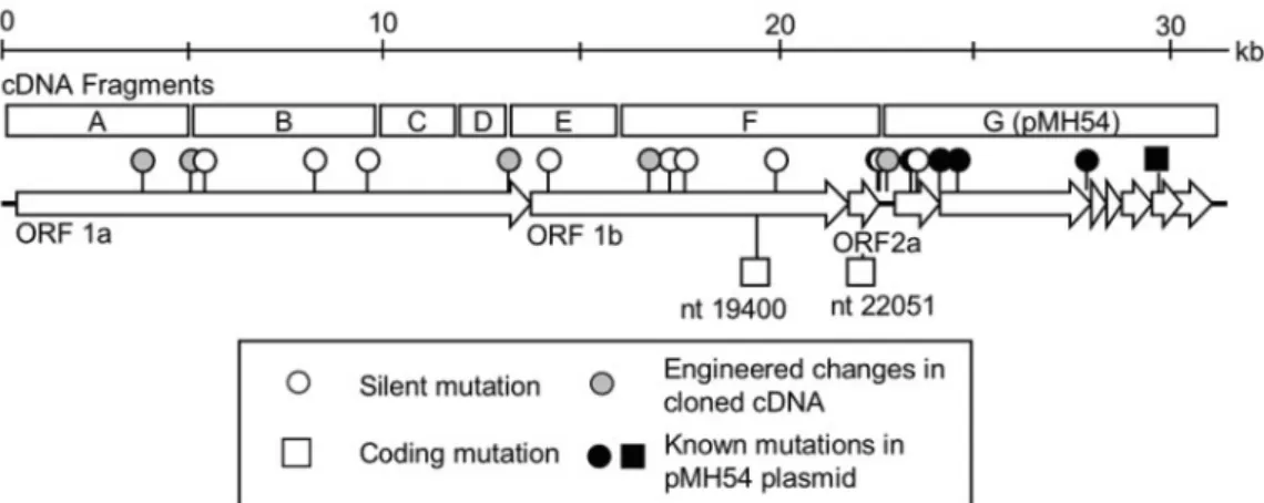 FIG. 3. Correction of substitution mutations in fragment F. (A) Mutations were corrected at nucleotides 19400 and 22051, changing the codons for amino acid 6398 in pp1a/b (amino acid 414 in  p59-nsp14) and amino acid 94 in ORF 2a 30-kDa protein