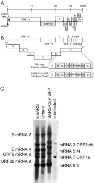 FIG. 2. Schematics of SARS-CoV GFP construct and SARS-CoV infectious cloning strategy and subgenomic RNA transcription levels.