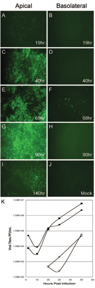 FIG. 4. Infection and spread of SARS-CoV GFP infection in HAE over time after apical or basolateral inoculation
