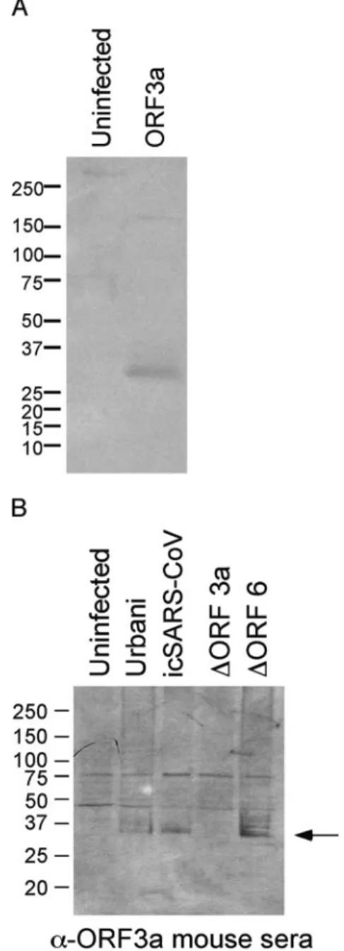 FIG. 5. Expression of ORF3a in VRP and recombinant viruses.