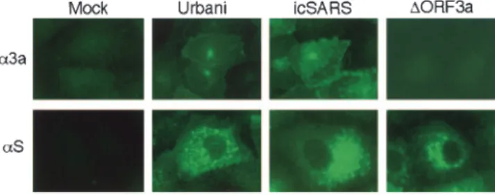 FIG. 6. Colocalization of SARS-CoV spike, ORF3a, and nucleocapsid proteins with replicase protein