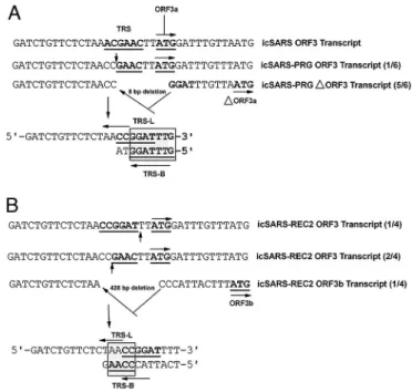 Fig. 3. Phenotypic characterization of SARS-CoV recombinants encoding redesigned TRS networks