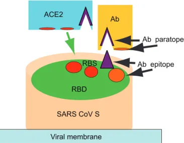 Fig. 2. Potent neutralization of replication-competent virus by m396. Tor2 and Urbani isolates were incubated with IgG1 m396 for 1 h at 37°C before infection