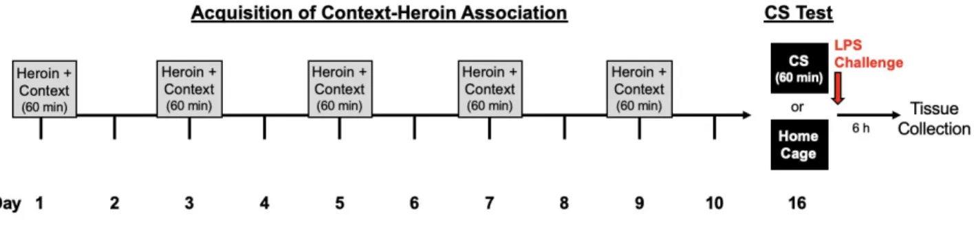 Figure 1. Our laboratory’s established heroin-conditioning procedure. In this experiment, female rats were either conditioned with heroin or saline during the acquisition phase.