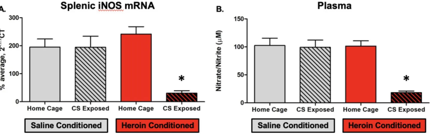 Figure   4.  Heroin-conditioned,   CS  exposed  female   Lewis  rats  exhibit   an  inhibited  immune response   to   an   LPS   challenge,   as   indicated   by   significantly   lower   splenic   iNOS   mRNA expression (A) and plasma nitrate/nitrite leve