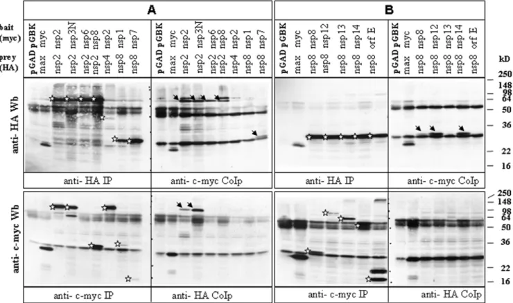 Figure 2. CoIPs of non-structural proteins nsp2 and nsp8. 293 cells were infected with vaccinia virus vTF-7 and subsequently co-transfected with HA- and c-myc- tagged plasmids carrying the respective SARS-CoV ORFs