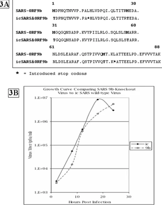 Figure 3. Deletion of ORF9b from SARS-CoV. DNA sequences of wild-type and of modified ATG start codons of ORF9b are given on the left