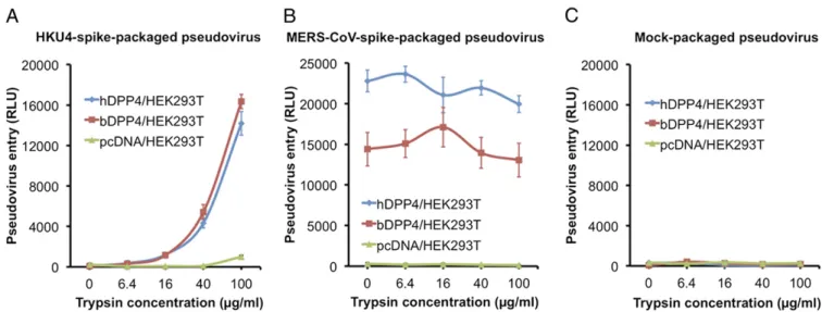 Fig. 2. HKU4- and MERS-CoV-spike-mediated pseudovirus entry into human cells. Retroviruses pseudotyped with HKU4 spike (A), MERS-CoV spike (B), or no spike (mock) (C) were incubated with gradient concentrations of trypsin and used to enter HEK293T cells (e