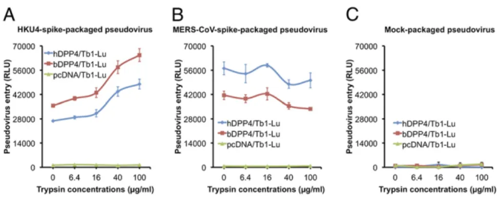 Fig. 5. HKU4- and MERS-CoV-spike-mediated pseu- pseu-dovirus entry into bat cells. Retroviruses pseudotyped with HKU4 spike (A), MERS-CoV spike (B), or no spike (mock) (C) were incubated with gradient  concen-trations of trypsin and used to enter Tb1-Lu ba