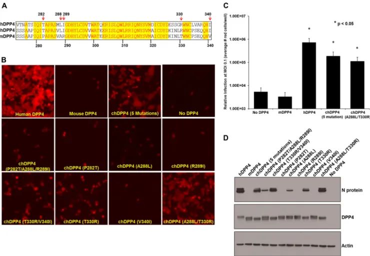 FIG 3 MERS-CoV infection is dependent upon specific amino acids in DPP4. (A) Vector NTI protein sequence alignment of hDPP4 (top strand) with chDPP4 (middle strand) and mDPP4 (bottom strand) indicating positions of introduced human mutations with red arrow