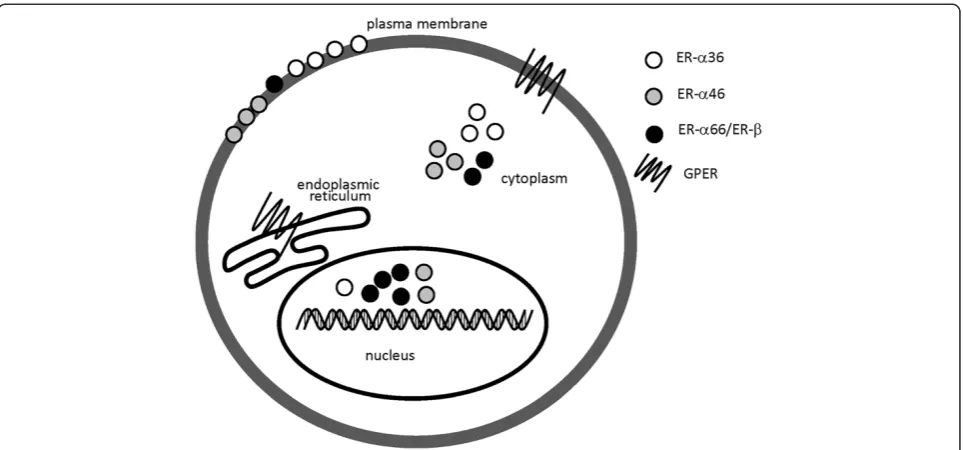 Figure 2 Diagram of locations of different ERs. ER-α36 is mainly localized in plasma membrane and cytoplasm, little is found in nucleus.Classical ERs like ER-α66 and ER-β are mainly expressed in nucleus and cytoplasm with little in plasma membrane