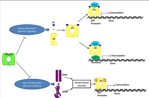 Figure 3 The genomic activity signaling of nuclear estrogen receptors (ERs) can be inhibited by ER-estrogen-independent transactivation functions which signaling through nuclear ERs like ER-α36
