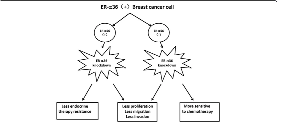 Figure 6 ER-α36 and endocrine therapy resistance. (A). Aromatase inhibitors (AIs) inhibit the synthesis of estrogen