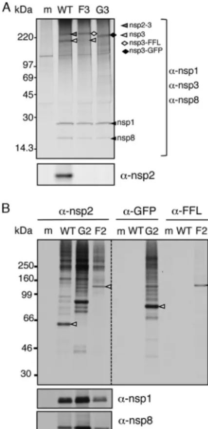 FIG 2 Polyprotein expression and processing in MHV replicase reporter vi- vi-ruses. (A) DBT cells were infected with WT MHV, MHV- ⌬2-GFP3 (G3), and MHV- ⌬2-FFL3 (F3)