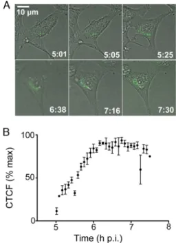 FIG 6 MHV-GFP2 quantitation of replication complex formation in live cells.