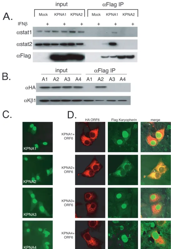 FIG. 3. ORF6 affects localization of KPNA2. (A) 293 cells were transfected with Flag-tagged karyopherin plasmids