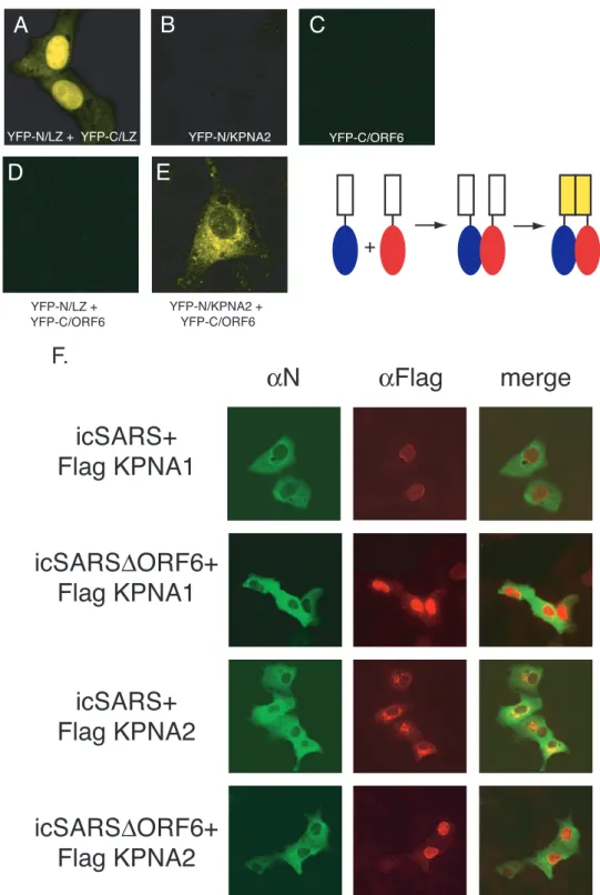 FIG. 4. Interaction between KPNA2 and ORF6 in vivo. The top panel shows a schematic of the split YFP assay